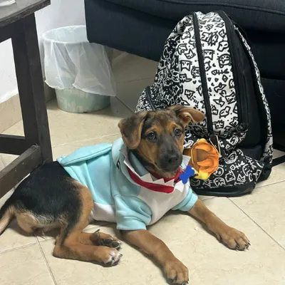 Perro de apoyo emocional con un chaleco azul claro recostado junto a una mochila